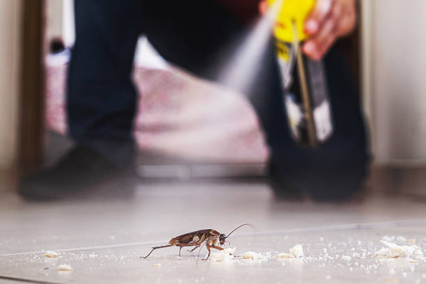 Best Mosquito Control Services  in Mountain View, CA