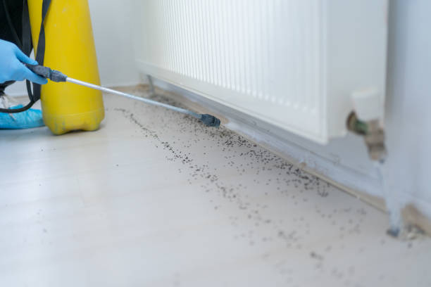 Best Wasp Removal Services  in Mountain View, CA
