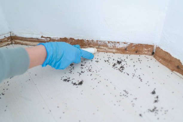 Best Local Pest Control Services  in Mountain View, CA
